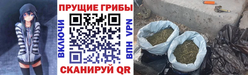 Купить  Курчатов  Псилоцибиновые грибы Psilocybine cubensis 